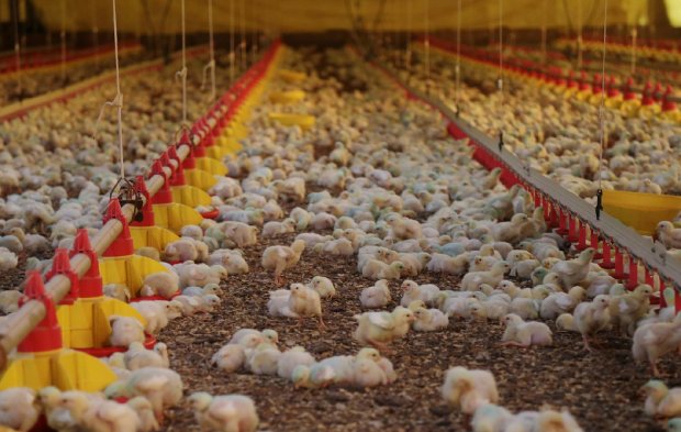 Os catarinenses encerraram o ano com um faturamento de US$ 3,12 bilhões com as exportações de carnes, um crescimento de 19,4% em relação a 2018. Cristiano Estrela / Secom 
