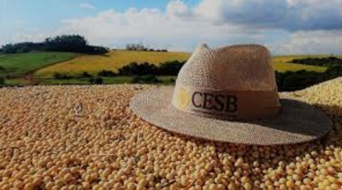 Outro fator importante para esse recorde é o incremento da área plantada no país. De acordo com a Companhia Nacional de Abastecimento (Conab), está previsto um aumento de 3,3% de área plantada no Centro-Oeste, região que mais contribui para a produção nac