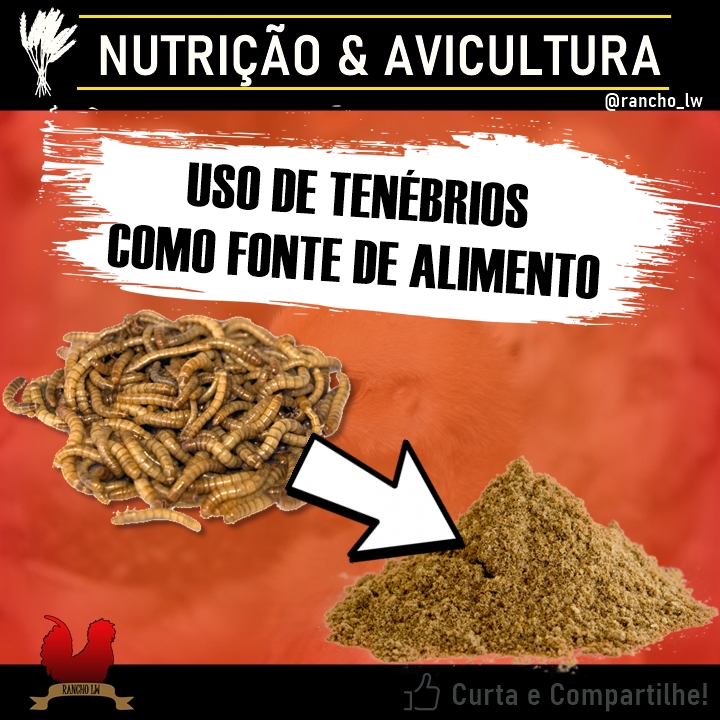 Farinha de Tenébrio molitor