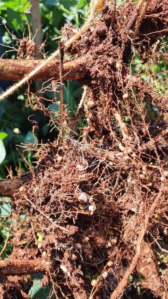 Essa associação proporciona à agricultura brasileira uma economia em fertilizantes nitrogenados, os quais também podem ter efeitos negativos ao ambiente. Portanto