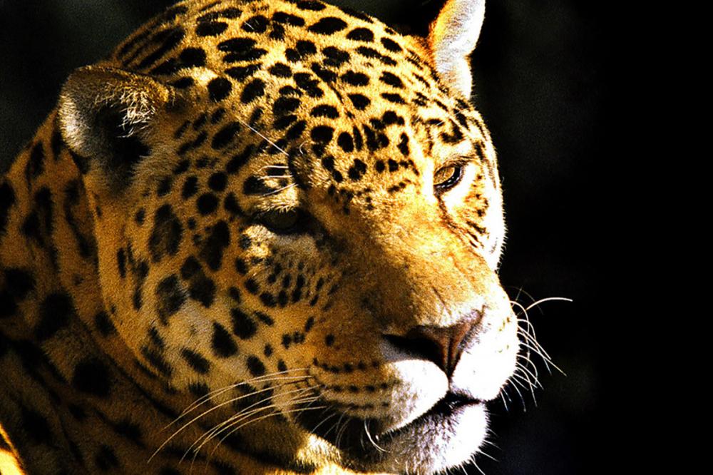 O aparecimento de animais mortos em áreas rurais pode gerar medo na população e rumores sobre a presença de onça. Porém, a maioria dos casos de morte dos rebanhos é decorrente de desnutrição, doenças e causas naturais. - Foto: Denis Ferreira Netto/SEDEST/