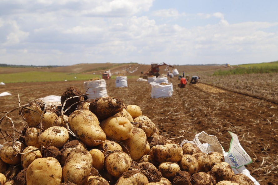 Produção e processo da batata.Foto: Gilson Abreu/AEN