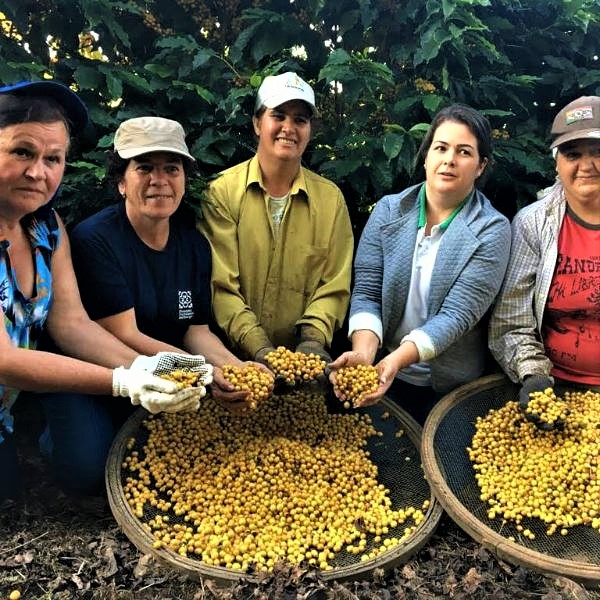 O número que mais chama a atenção é o percentual de mulheres nos contratos do Programa Nacional de Fortalecimento da Agricultura Familiar (Pronaf), que é 31,14% (44.684 contratos).