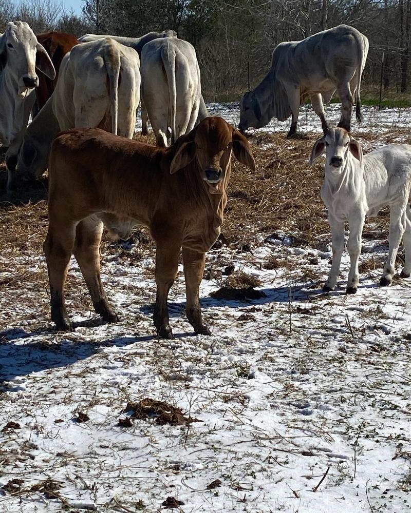 A foto que ganhou repercussão no Brasil veio da propriedade da Bar F Ranch Inc., localizada em Hungerford, cidade localizada no sudeste do Texas, que pertence ao criador Kally Jo Felcman. Segundo ele, a raça é muito utilizada na região, conhecida mundialm