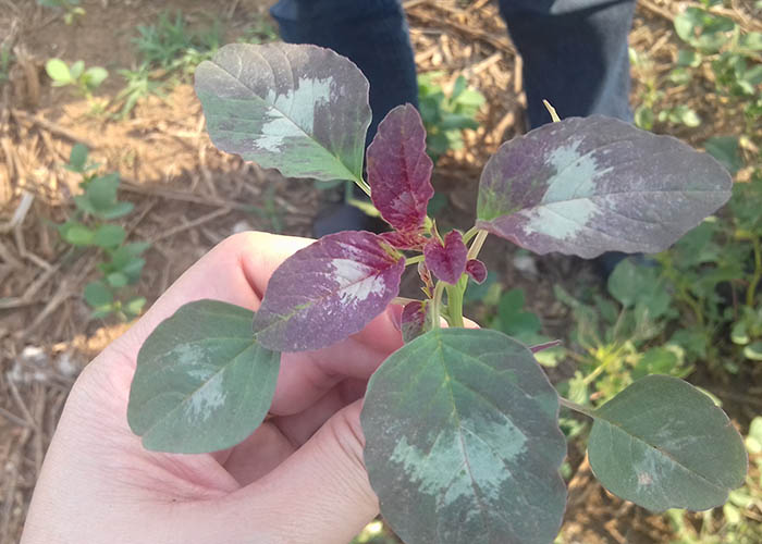 Planta daninha Amaranthus palmeri tem multirresistência a herbicidas e grande potencial de prejudicar lavouras de soja, milho e algodão.