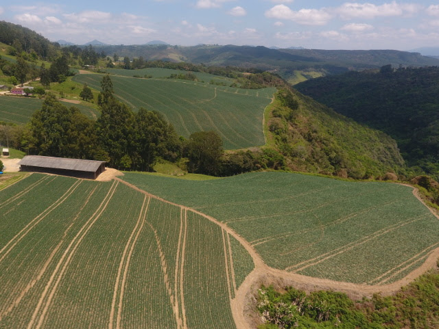 Produtores de cebola vêm recebendo cerca de R$ 2,30 pelo quilo da hortaliça