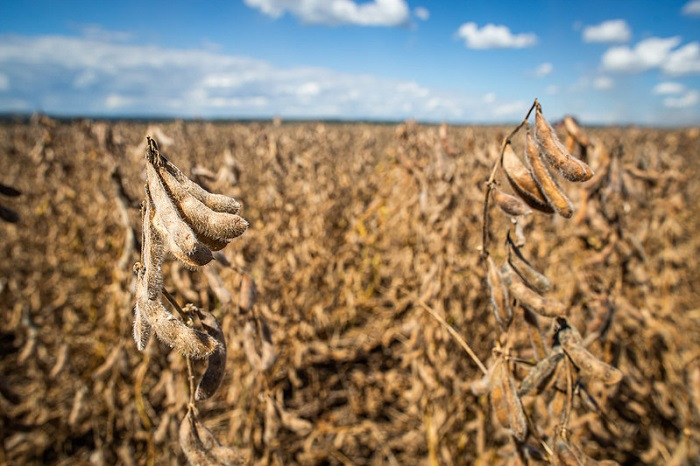 Entretanto, a decisão não vale para todos os insumos agropecuários. Os fertilizantes seguirão uma nova regra e serão tributados de forma escalonada, com alíquota de 1% de ICMS a partir de 1º de janeiro de 2022; 2% em 2023; 3% em 2024 e 4% a partir de 2025