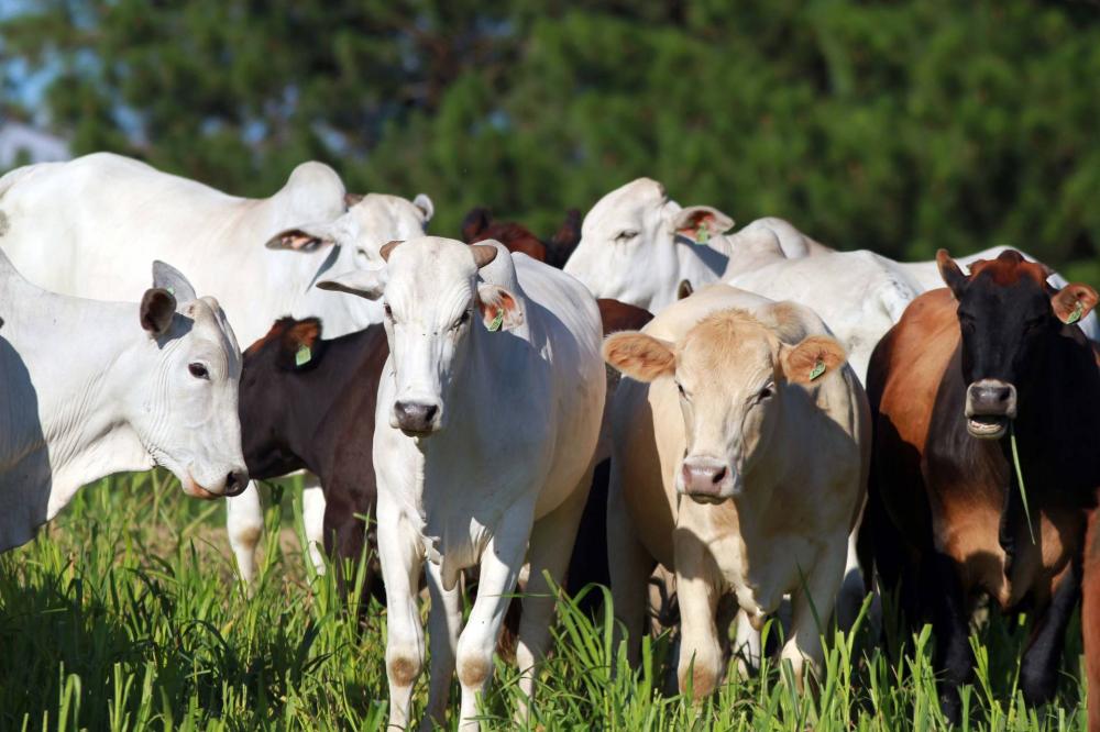 O preço da arroba bovina (medida equivalente a 15 quilos) aumentou 53% no período entre fevereiro de 2020 e fevereiro deste ano. Como consequência, o mercado varejista sentiu no bolso essa elevação.FOTO Gilson Abreu/AEN