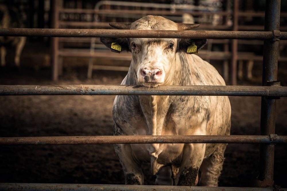 A vulnerabilidade do meio rural, principalmente devido à localização afastada, faz com que produtores sejam “alvos fáceis” de quadrilhas. Foto divulgação FAEP.