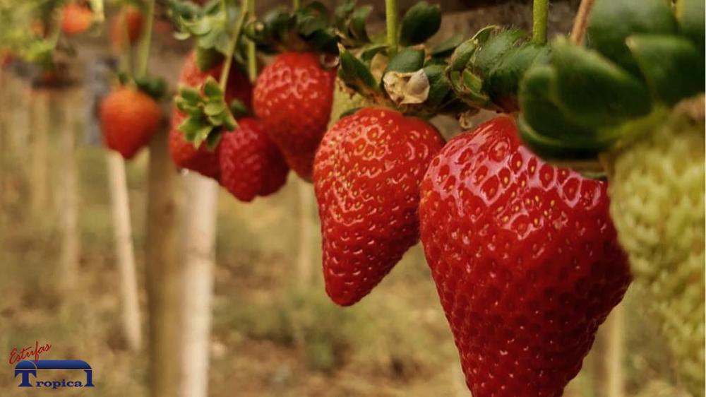 O cultivo está crescendo tanto em quantidade, quanto em qualidade.