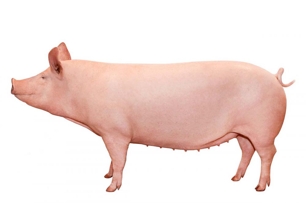 Lançada em 2015, a TN70 é considerada a melhor matriz do mundo. Foto: Topigs Norsvin