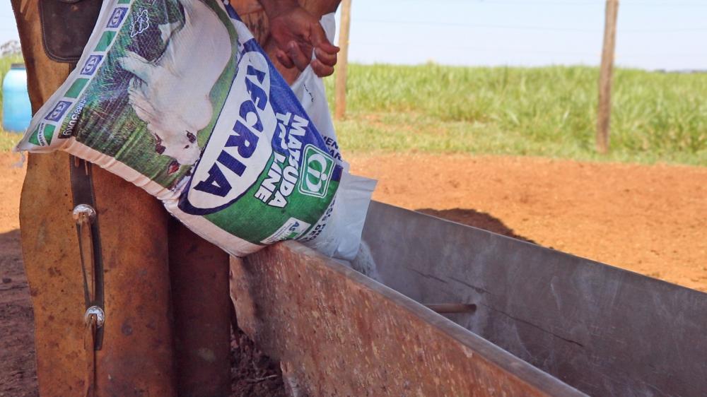 O veterinário Mateus Araújo conta cincodicas de como utilizar bem o suplemento mineral e melhorar a produção.