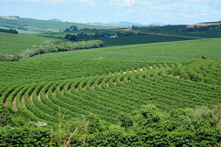 A expectativa é haver uma redução na produção cafeeira dos municípios produtores em Minas Gerais, devido às intempéries climáticas da ordem de 21,2% para o café arábica sequeiro e de 13,2% para o café arábica irrigado, sem contar o efeito da bienalidade.