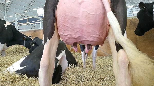 O leite de vaca pode conter dois tipos de proteínas, a beta-caseína A1 e A2. A digestão do A1 está associada à liberação do peptídeo beta-casomorfina-7, que pode causar efeitos gastrointestinais adversos, diferente da intolerância à lactose.
