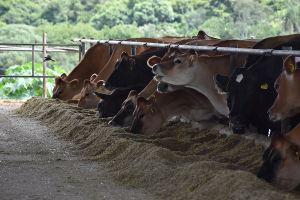 Segundo o veterinário da Embrapa, Marco Aurélio Bergamaschi, a partir do momento que o produtor adotar o manejo reprodutivo na fazenda, ele consegue obter resultados em um tempo relativamente curto, cerca de um ano.