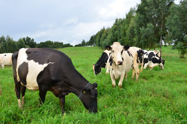 Alimentação do rebanho à base de pastagem aumenta a produtividade e reduz custos de produção na pecuária