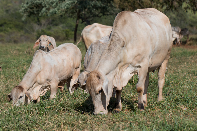  Desde que anunciou a iniciativa pioneira no último ano, a Marfrig tem atuado junto aos demais parceiros estratégicos para desenvolver as ações e ferramentas necessárias para a implementação do plano. Foto Sistema CNA/Foto Tony Oliveira.