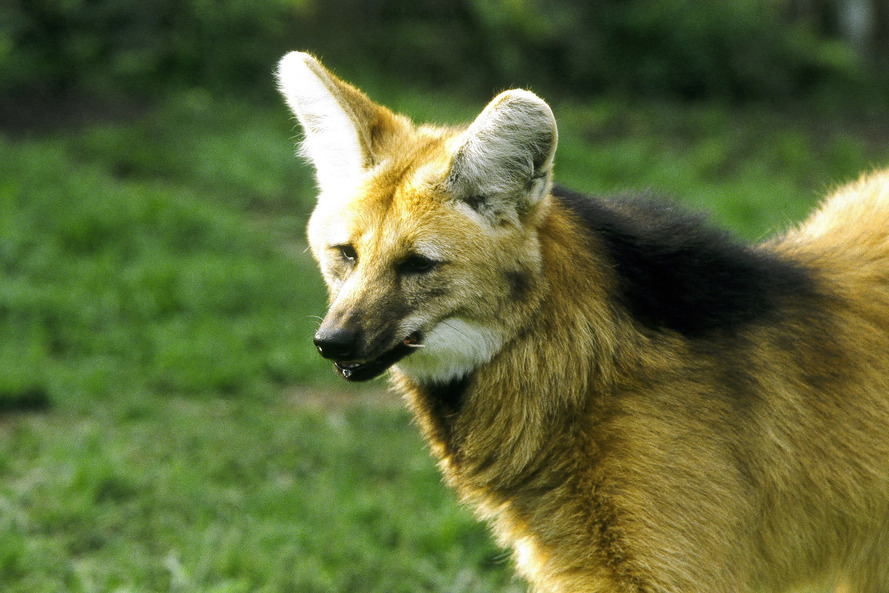 O Instituto Água e Terra (IAT), vinculado à Secretaria do Desenvolvimento Sustentável e do Turismo (Sedest), orienta a população sobre a diferença de animais silvestres nativos e exóticos no Estado. As espécies de animais podem ser divididas em categorias