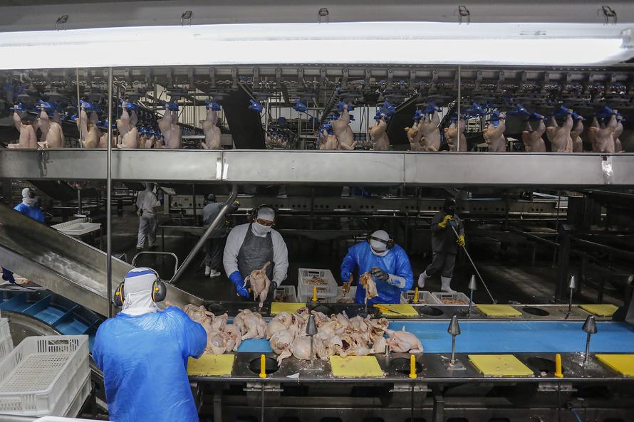 Com crescimento de 3,9%, Paraná produz um terço da carne de frango do Brasil .Fotos : Jonathan Campos / AEN