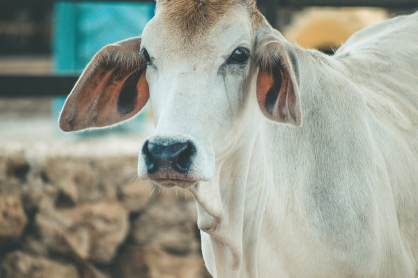 É recomendando notificar a Adapar em caso de animais com sinais neurológicos e fazer vacinação dos animais anualmente.