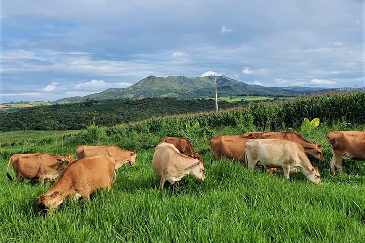 Agrônomo pôde colocar em prática um projeto que a família vinha planejando desde 2018. A produção vegetal e a pecuária voltada para o leite orgânico.
