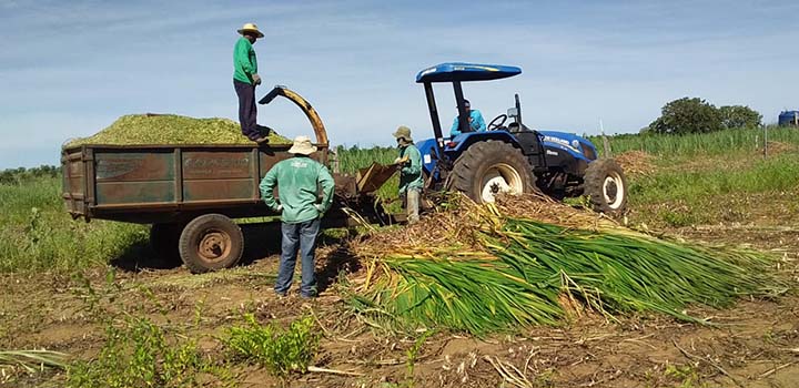 Baldoíno é atendido desde 2012 pela Emater-MG, vinculada à Secretaria de Estado de Agricultura, Pecuária e Abastecimento (Seapa-MG)