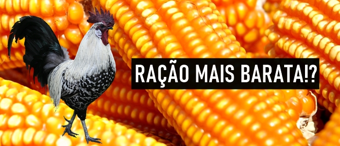 Ração para galinhas