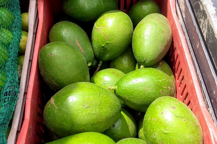 O Paraná é o terceiro maior produtor, responsável por 9,7% das colheitas. . Foto SEAB