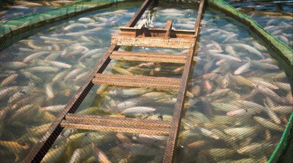  Para situações de alto estresse dos peixes, por exemplo, mudanças repentinas de manejo ou na temperatura da água, a Nutripiscis Reinforce atua no fortalecimento do sistema imunológico, preparando o organismo para esse período de desafio.
