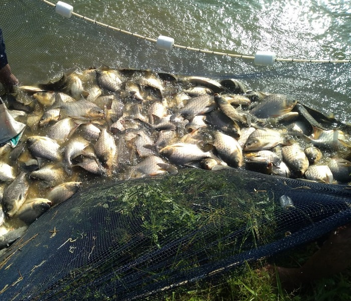O sítio usado para lazer nos finais de semana, no município de Santa Inês, no Maranhão, tornou-se uma fonte de renda para o casal com a produção de peixes, graças aos trabalhos prestados pelo Senar.