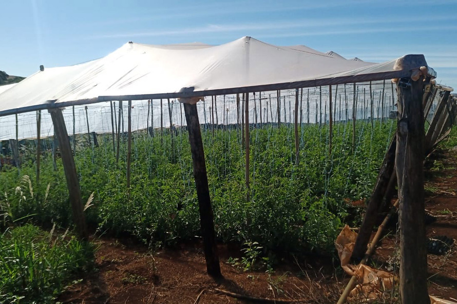 Governo promove qualidade de vida e renda para pequenos produtores - Foto: Divulgação IDR-Paraná