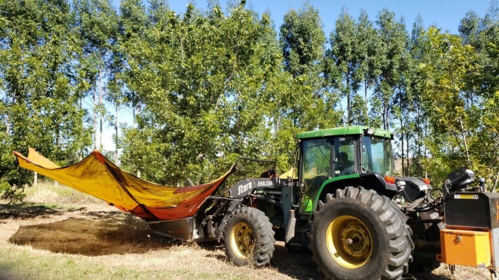 Para 2021, a projeção é repetir os bons números de 2019, com cerca de 3.500 toneladas de noz-pecã. “Para esta safra, com o clima se mantendo estável, a expectativa é de talvez chegar em 4 mil toneladas. Assim, vemos um grande futuro da produção de noz-pec