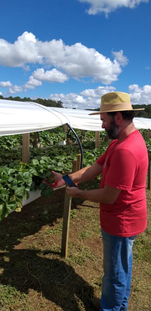 As frutas, produzidas com o uso de defensivos biológicos, sem agroquímicos, têm mercado garantido em grandes de redes de supermercados do Rio Grande do Sul, Santa Catarina e Paraná. 