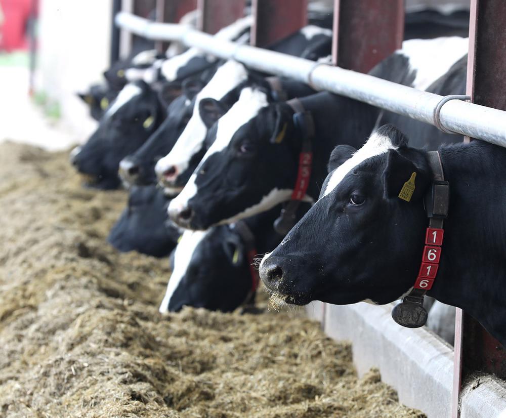 O estudo, realizado pela empresa especializada em nutrição animal, mostrou que a proteína vegetal pode ser substituída por nitrogênio não proteico, permitindo aos produtores de leite e carne melhorarem o desempenho animal, diminuirem a pegada de carbono e