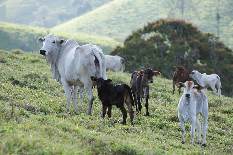 No final do mês, esses animais de reposição (nelore, de 8 a 12 meses) passaram a ser negociados acima de R$ 3 mil por cabeça em muitas regiões acompanhadas pelo Cepea. Foto Sistema CNA/Wenderson Araujo.