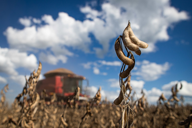 A demanda por farelo de soja esteve enfraquecida em março. Isso porque a oferta esteve elevada, e consumidores do coproduto já haviam se abastecido para médio prazo.Foto Sistema CNA/Wenderson Araujo/Trilux