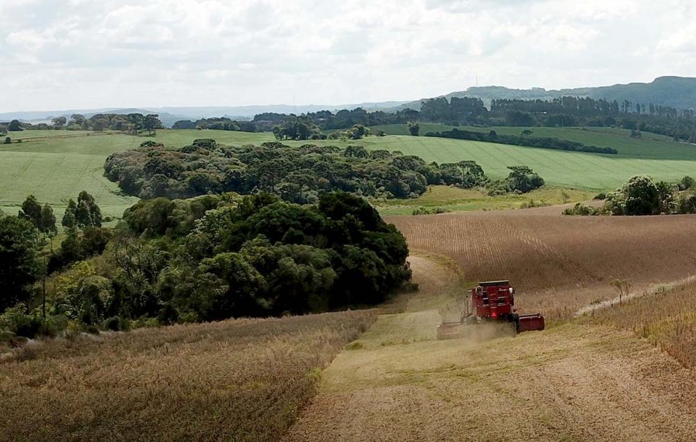 Nos Campos Gerais, onde o clima se comportou de maneira muito mais regular, permitiu boas safras e contribuindo para que o rendimento do estado se mantenha em torno de 61 sacas por hectare (abaixo das 63,8 de 2019/20). Foto Toninho Anhaia