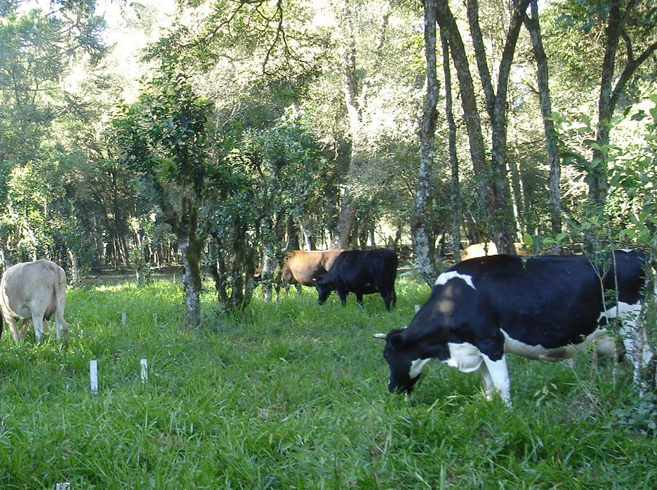 A SCS 315 Catarina Gigante é uma pastagem que oferece bons resultados tanto na pecuária de leite quanto na de corte