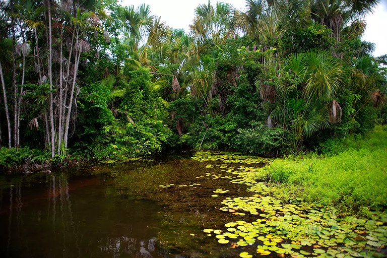 Geoflorestas adotou a reserva de 2.783 hectares