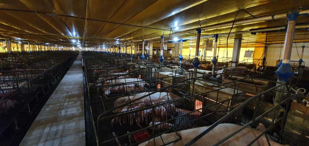 Foi possível registrar uma redução de 81% nas diarreias dos animais.