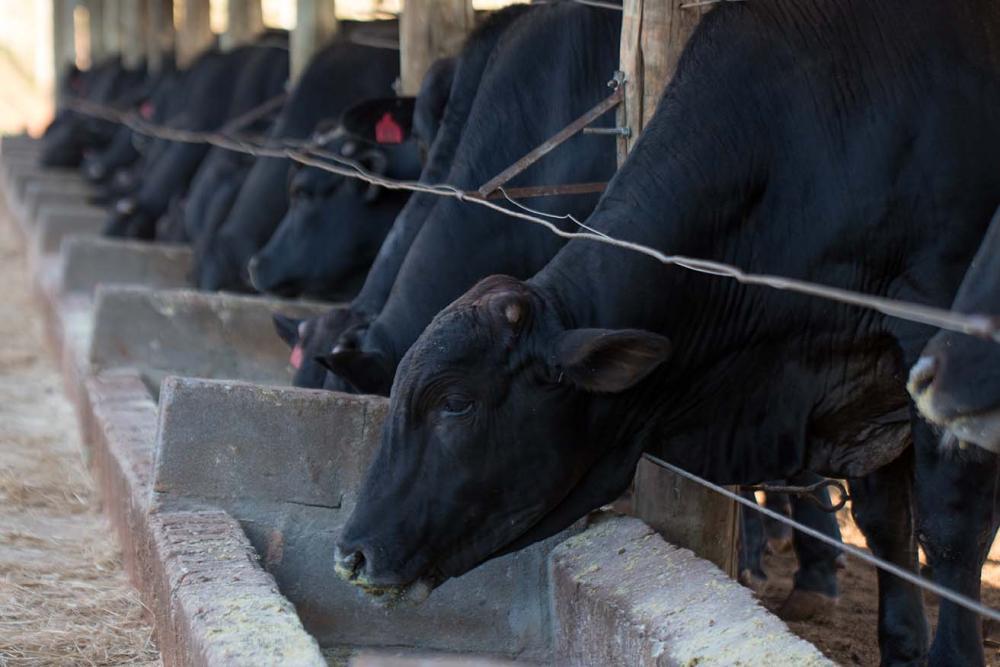 Entre as condições para a introdução da dieta de alto grão, Bruno Pascoal destaca que os bovinos devem passar por período de adaptação e transição do pasto para o confinamento, preparando e adaptando sua microbiota ruminal para receber dieta mais densa.