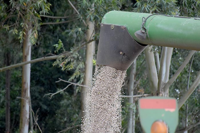 As primeiras áreas colhidas estão na região de Cornélio Procópio (Norte), e a expectativa é de que o trabalho finalize em junho.Foto Toninho Anhaia.