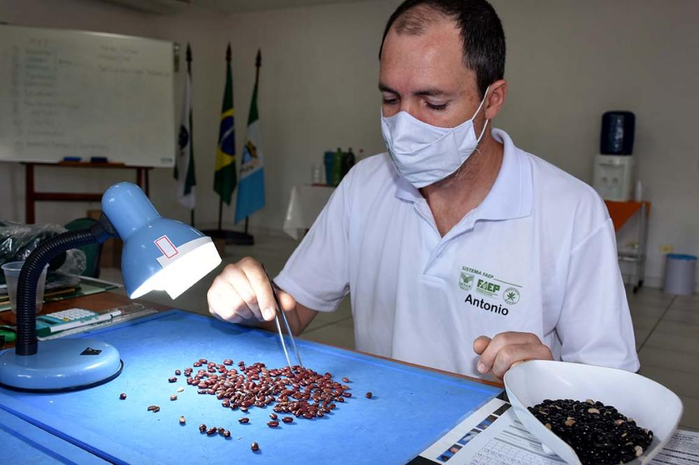 Os alunos tiveram aulas teóricas e práticas para aprenderem bem o assunto sobre classificação de feijão. Fotos Toninho Anhaia