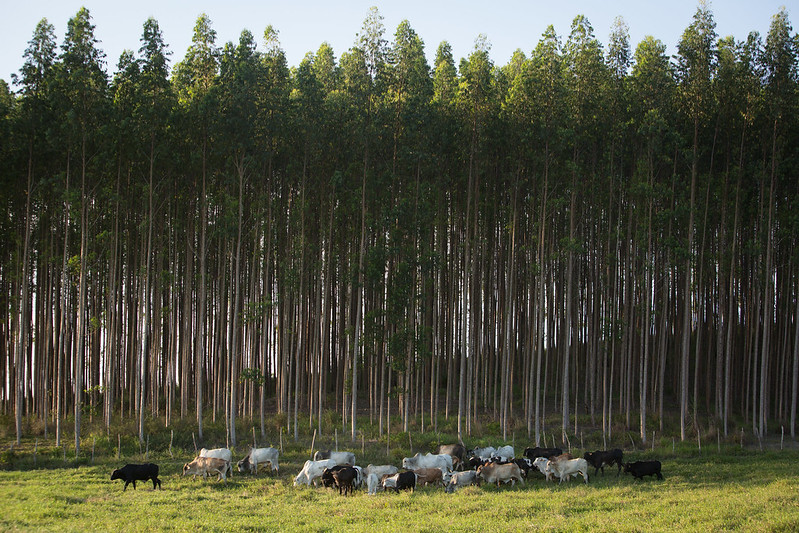São muitos exemplos em território nacional, sendo um deles a Integração Lavoura Pecuária Floresta (iLPF), desenvolvida pela Embrapa.Foto Sistema CNA/ Wenderson Araujo