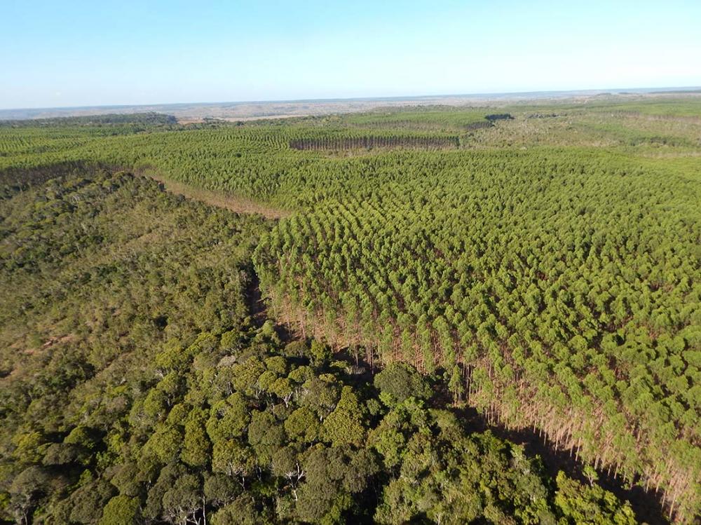 Plantio de eucalipto alternado com mata nativa / Foto: Acervo Bracell
