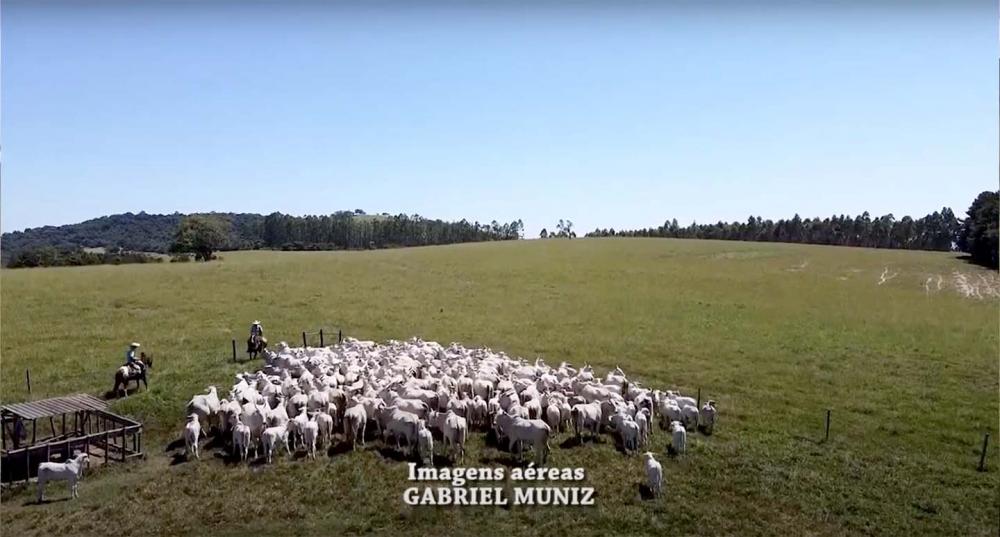 Fazenda Cachoeira, em Itaberá (SP), é modelo em se tratando de pecuária de corte.