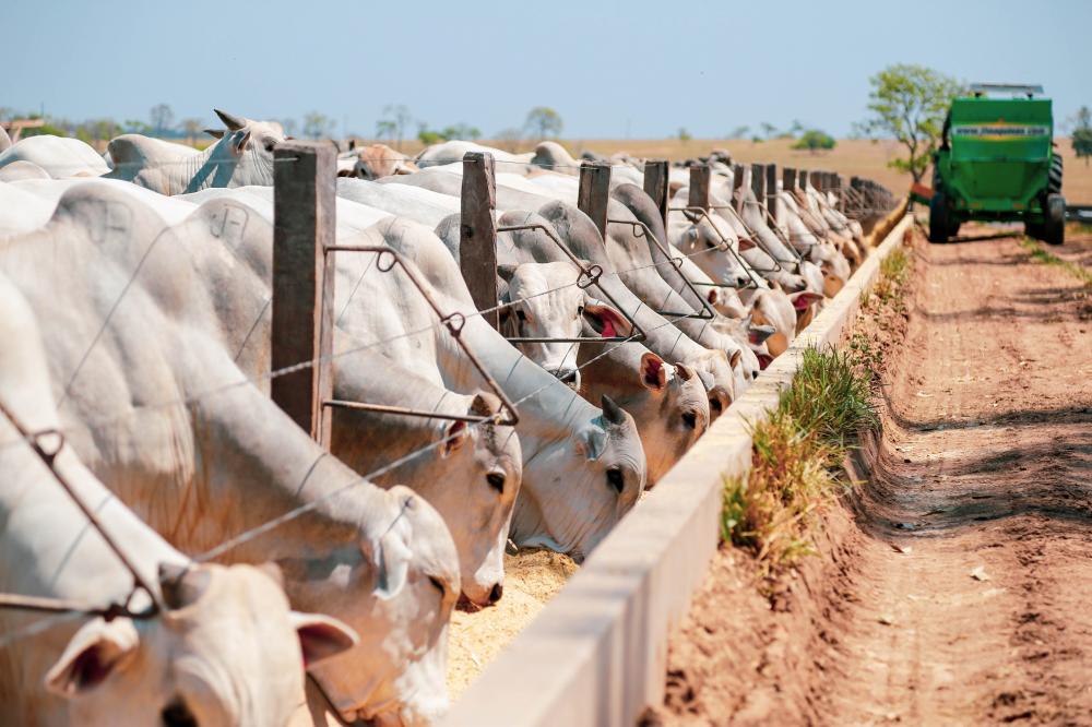 O manejo sanitário deve ter início de 21 a 30 dias antes da entrada dos animais no confinamento Divulgação Biogénesis Bagó Brasil