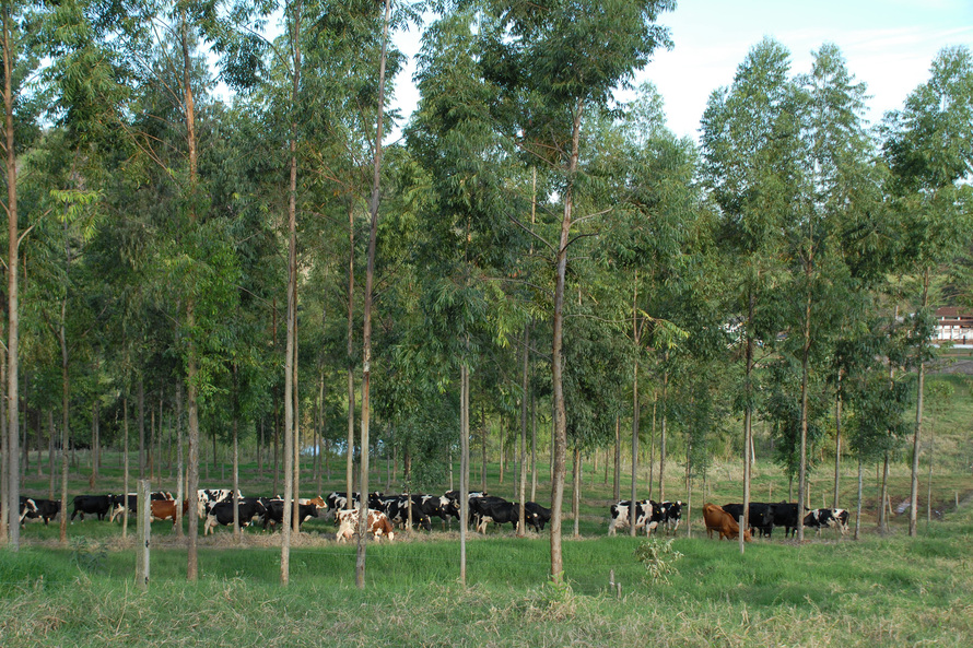 O agronegócio brasileiro vem se comprometendo cada vez mais com a adoção de práticas que poupam os recursos naturais e diminuem a emissão de carbono para a atmosfera. Essa é a conclusão do artigo Desenvolvimento da agricultura de baixo carbono no Brasil, 