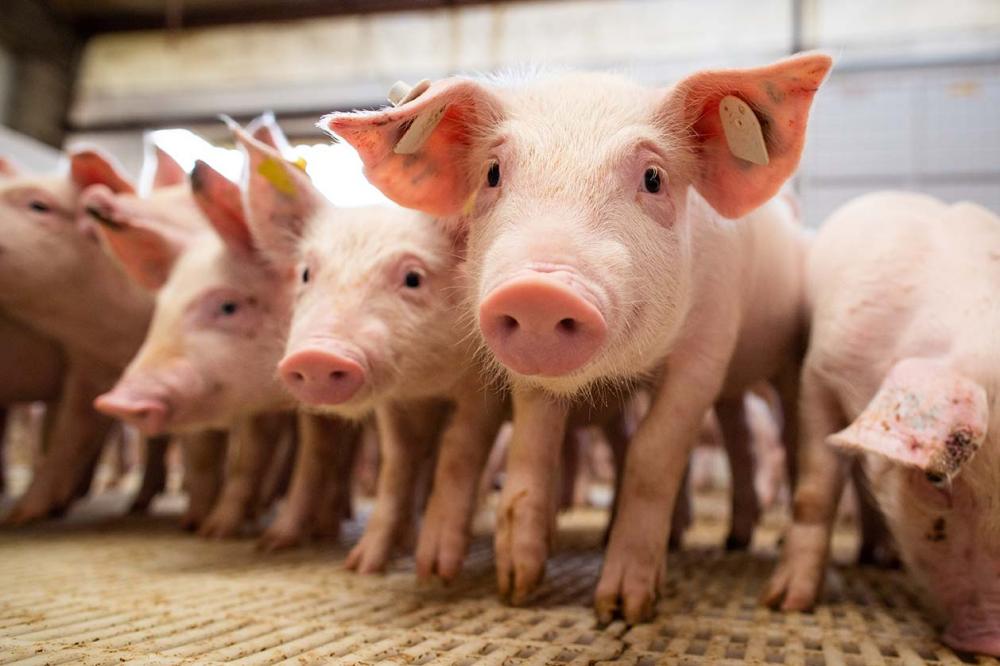 Importante destacar que os parasitas podem atacar diversos órgãos dos suínos, prejudicando-os em diferentes funções e também em termos de desempenho zootécnico.Foto Divulgaçãi