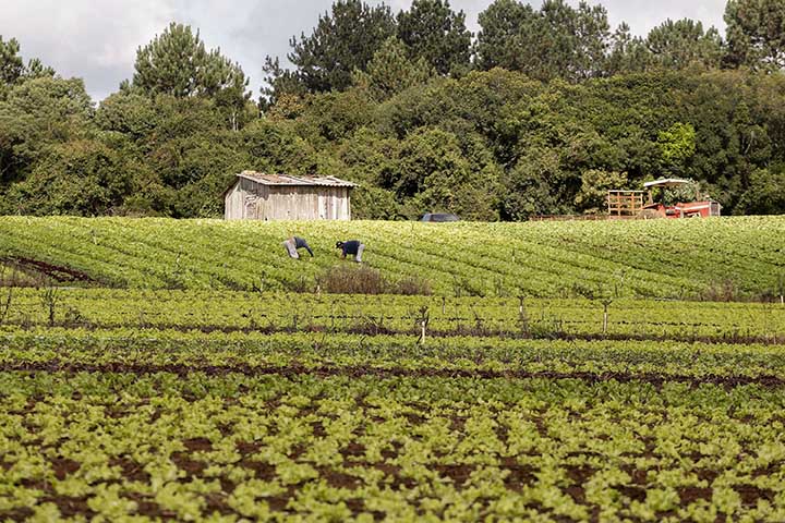 A presidente da Comissão de Agricultura, deputada Aline Sleutjes (PSL-PR), disse acreditar que os problemas na proposta orçamentária serão resolvidos com créditos adicionais. 